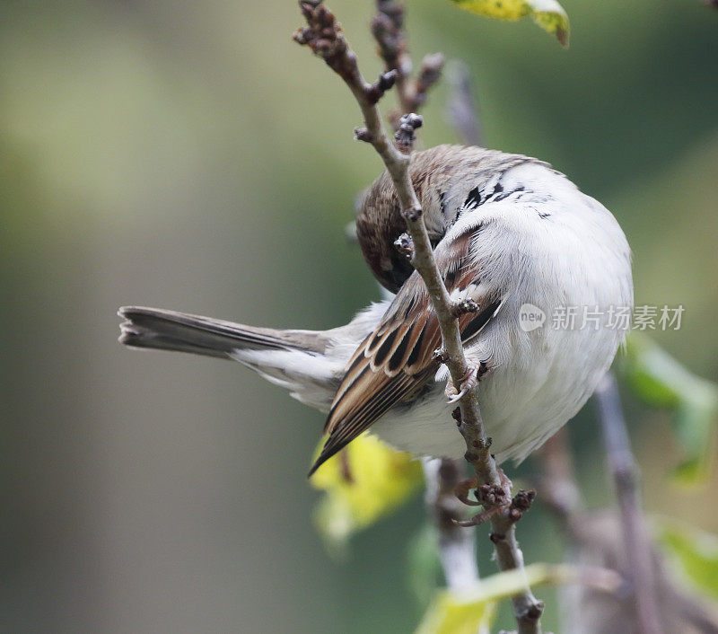 家雀(Passer domesticus):雄性整理毛发